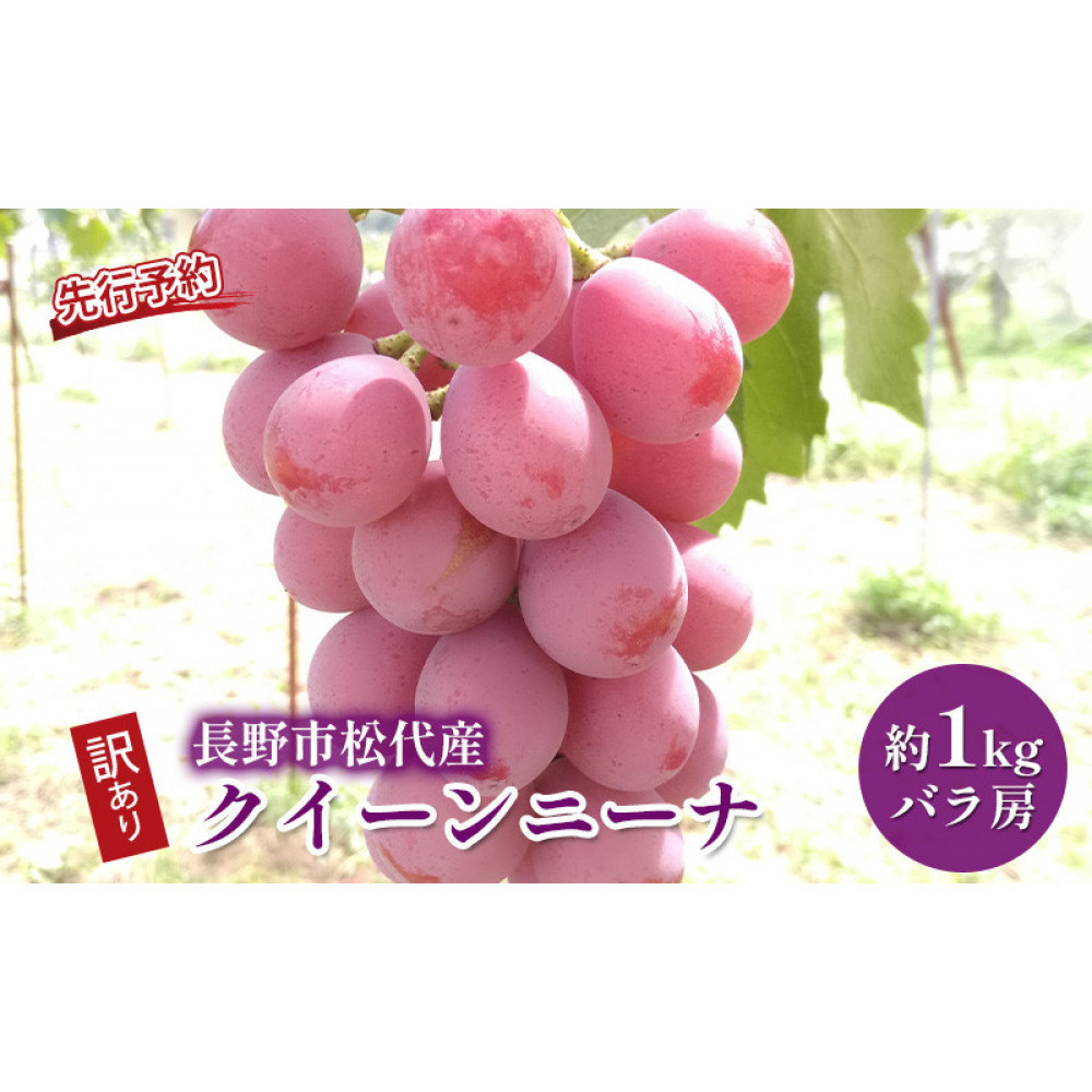 高野農園　ぶどう  長野市松代産 訳ありクイーンニーナ 約1kg バラ房 葡萄 ブドウ 果物 フルーツ デザート おやつ TAKANO農園 信州 果物類 マスカット ギフト 手土産 |  クイーンニー