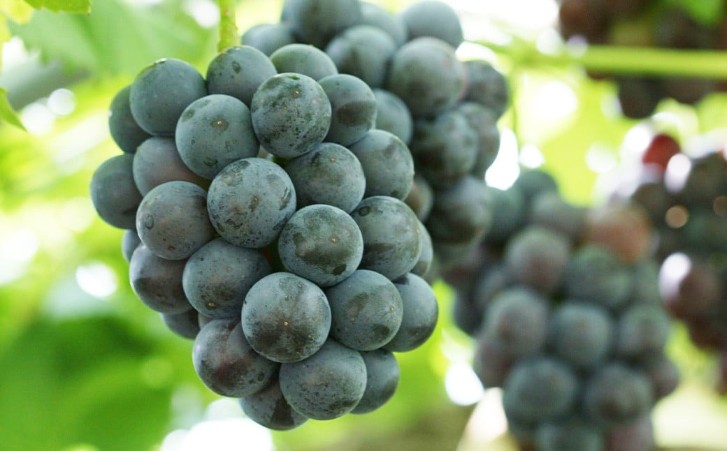 詰合 ／ 白桃 （1玉220g以上） 2玉 ・ ニューピオーネ （1房480g以上） 2房 化粧箱入り【2026年7月下旬～8月上旬迄発送予定】 ／ 桃 もも 葡萄 ぶどう 果物 果実 フルーツ 旬 