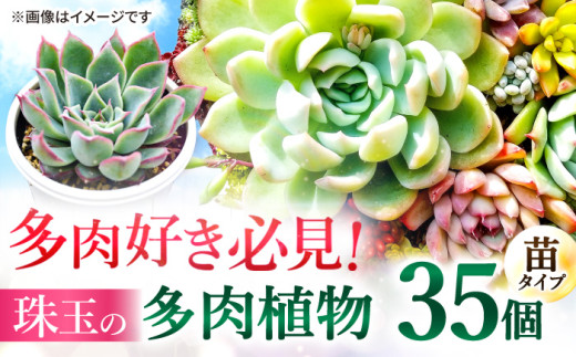 多肉植物 苗 35個セット 福岡 八女 広川  観葉植物 植物 はち インテリア 鉢植え 園芸用品 室内栽培 水やり ガーデニング たにくしょくぶつ 広川町/plantsfunshopnatur [AFAT009]