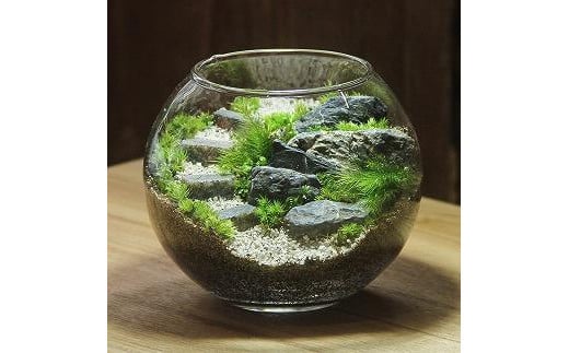 
            《苔テラリウム・コケリウム》階段の風景 ボウルLL | インテリア 苔テラリウム 自然 アート 人気 おすすめ 観葉植物 癒し ギフト プレゼント インテリア雑貨 送料無料 神奈川 鎌倉
          