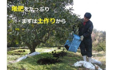 N-23 果樹園みかんの木の旬のカンキツ詰合せ７ｋｇ