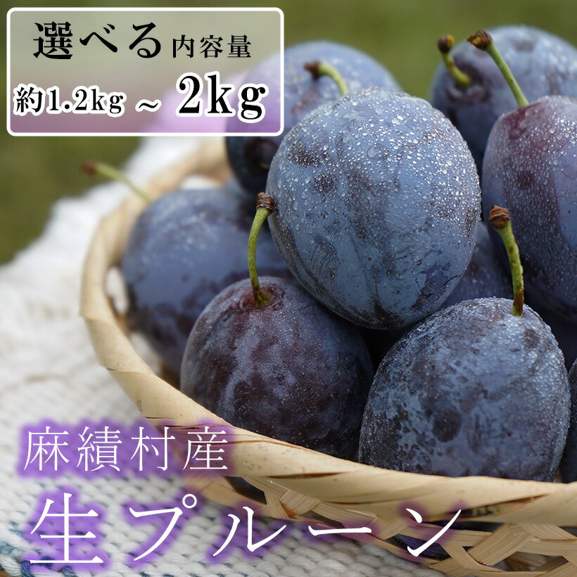 【ふるさと納税】【2026年 先行予約】生プルーン 約 1.2kg 600g×2パック 2kg 500g ×4パック 選べる 内容量 フルーツ 果物 プルーン サンプルーン スタンレイ 産地直送 予約 麻績村 新返礼品 令和8年 収穫分 9月発送 9月上旬受付 9月中旬受付