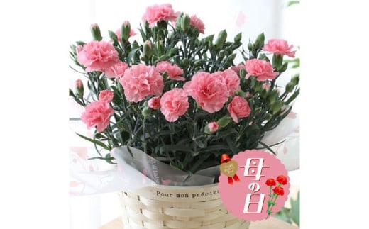 【 オンライン決済限定 】 母の日 カーネーション 鉢植え ピンク 花 贈り物 お祝い 植物 季節 生花 フラワー ギフト  2025年5月から順次発送 静岡県 藤枝市  [4584423]