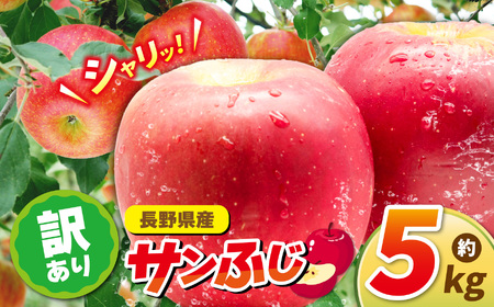 りんごサンふじ 5ｋｇ 訳あり | ふるさと納税 長野県 松本市 信州 季節限定 訳アリ サンふじ りんご