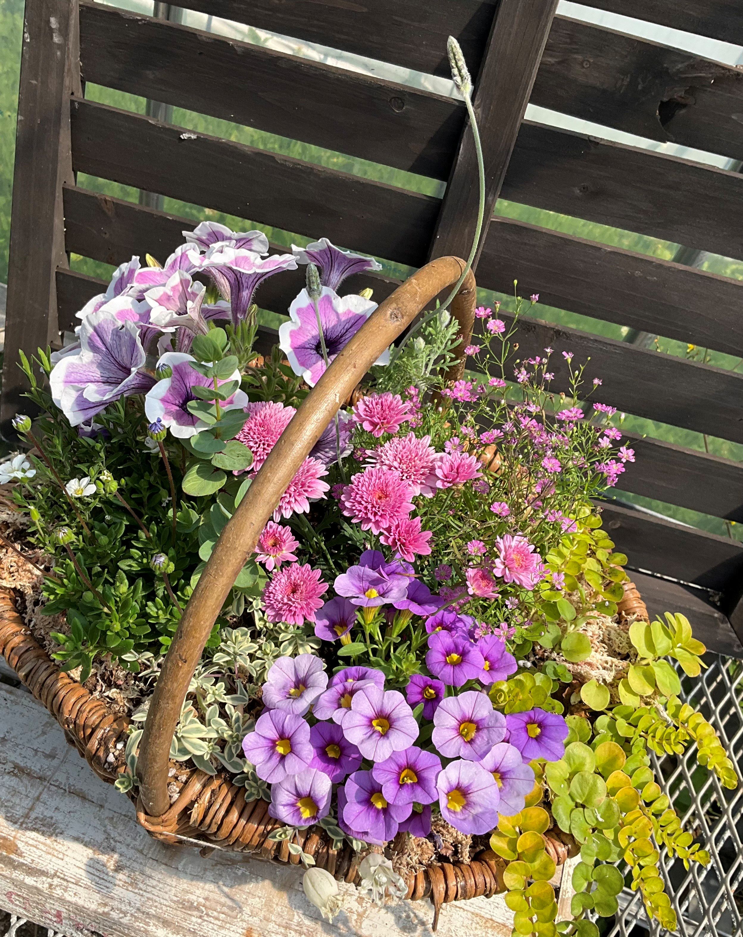 お花一杯バスケット寄せ植えLサイズ(35cm程度)季節の寄せ植え ? 花 バスケット セット 寄せ植え 兵庫県 上郡町