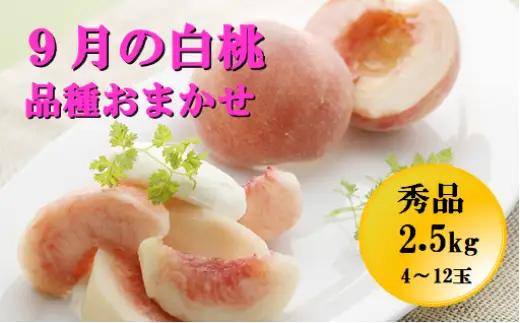 もも 9月 の 白桃 2.5kg 品種おまかせ 山形 桃