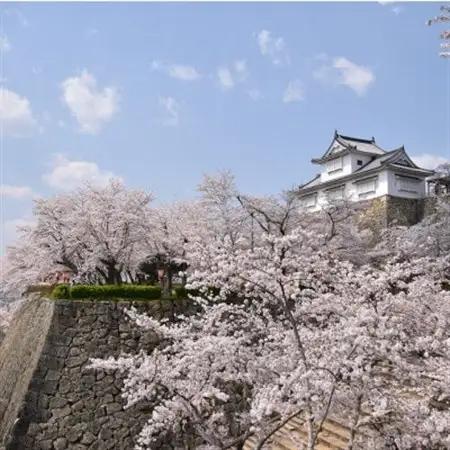 【返礼品なし】岡山県津山市　応援寄付金(1口:1万円)