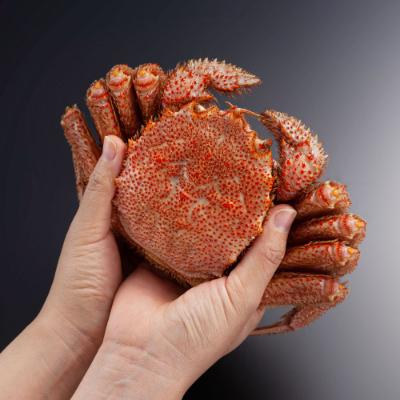 ふるさと納税 旭川市 北海道産　毛ガニ　1尾　500g前後_01191 |  | 03