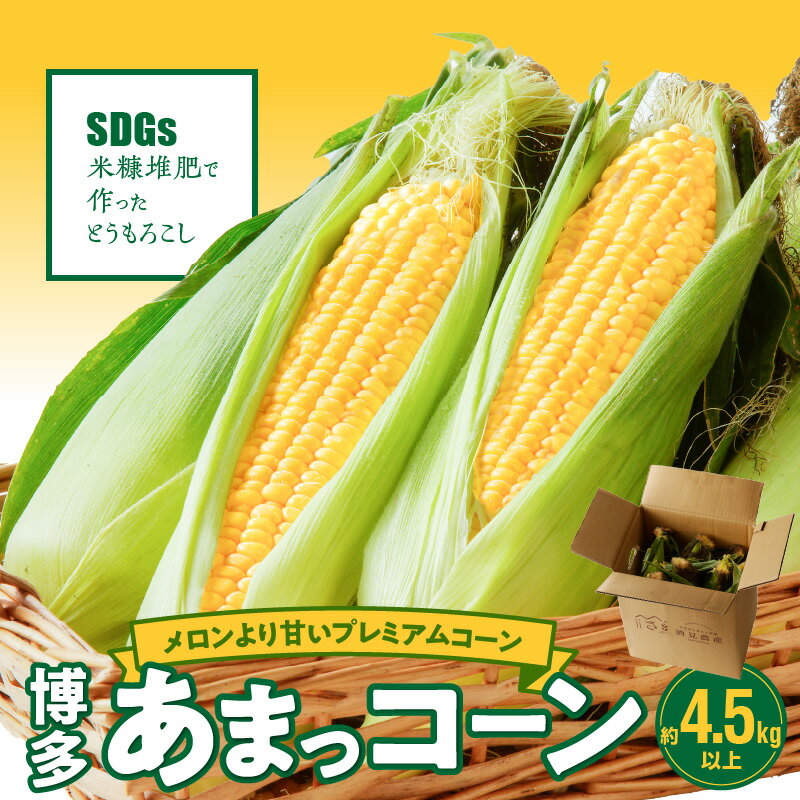 【ふるさと納税】2026年6月より順次出荷 農家直送 とうもろこし 博多あまっコーン 約 4.5kg 以上 10本 〜 15本 ふくおかエコ農産物 プレミアムコーン 粒が大きい 食べ応え 美味しい 糖度 野菜 酒見農産 お取り寄せ 福岡県 久留米市 送料無料
