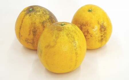 【2026年4月上旬より順次発送】訳あり 河内晩柑 10kg【えひめの町（超）推し！（愛南町）】(375-1)