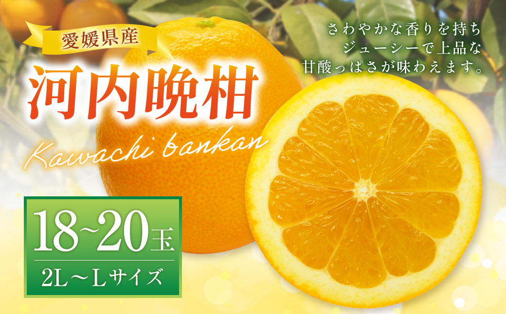 河内晩柑 （宇和ゴールド） 2L～Lサイズ 晩柑 ばんかん 柑橘 果物 くだもの フルーツ （522） 【2025年4月上旬～2025年5月上旬発送予定】