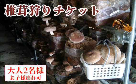 
椎茸狩りチケット [No.905] ／ しいたけ シイタケ きのこ狩り キノコ狩り 体験チケット 肉厚 ジューシー 岐阜県
