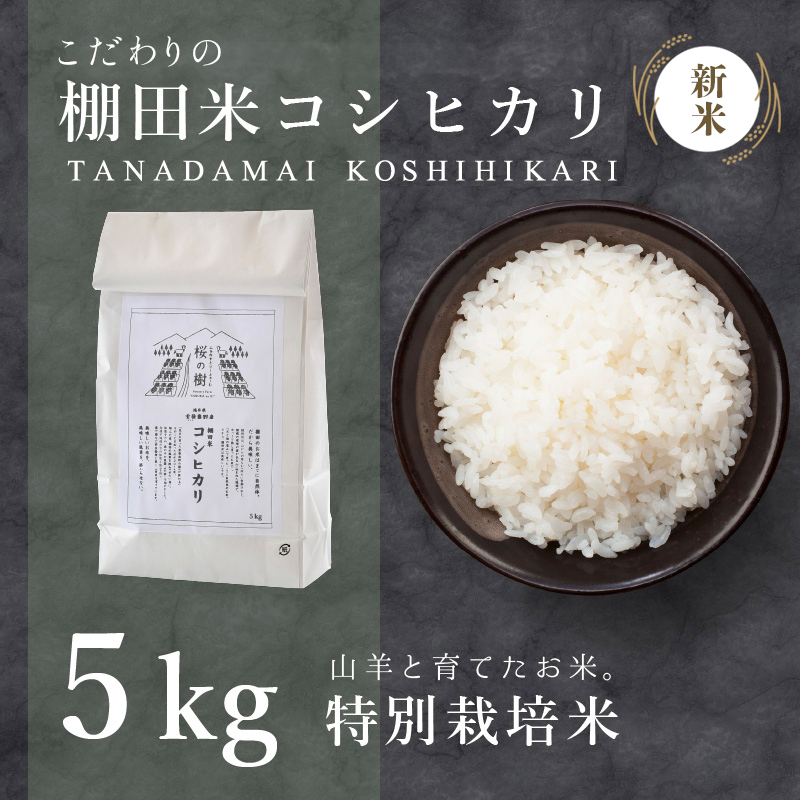 順次発送 令和7年産 新米 ★ 福井県産 特別栽培米 『コシヒカリ』5kg (単一原料米) ＜数量限定＞ [003-a001-A]【敦賀市ふるさと納税】
