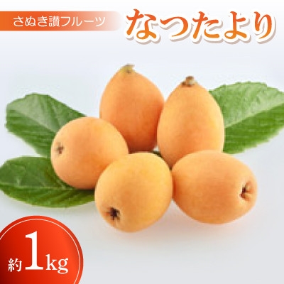 
                  さぬき讃フルーツ「なつたより」約1kg＜令和9年5月中旬～6月下旬発送＞【1609800】
                