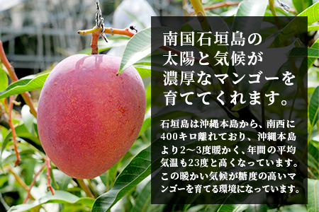 【先行受付】訳あり 沖縄マンゴー（石垣島産）1kg ときわマンゴー農園【2024年7月～8月中旬に順次発送予定】TK-8