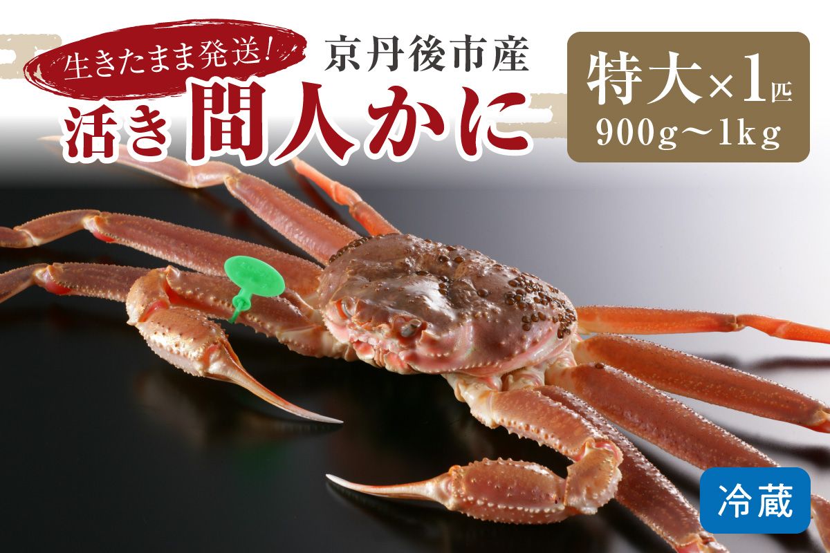 かに卸し問屋がお届け・浜競り厳選！幻の活間人ガニ 900ｇ～1ｋｇ 特大サイズ（11月発送）／北畿水産　HK00226