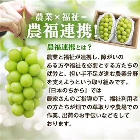 【2026年発送】サンシャインレッド＆シャインマスカット 贅沢2色食べ比べ 計1kg 【農福連携】【配送不可地域：離島】【1690334】