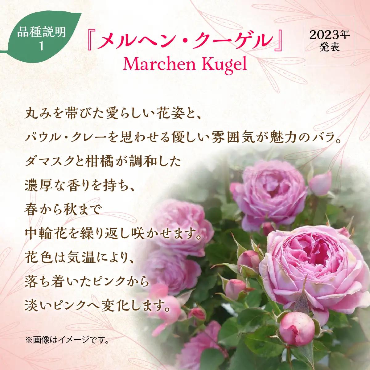 【Apple Roses】バラ苗『メルヘン・クーゲル』新苗育成苗6号ポット植え  HNNH033