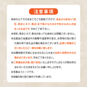 MK1038_【2025年先行予約】みかん 山から直送 箱込 5kg ( 内容量 4.4kg ) 鮮度優先ごろごろ規格 和歌山県産 産地直送 家庭用 【みかんの会】
