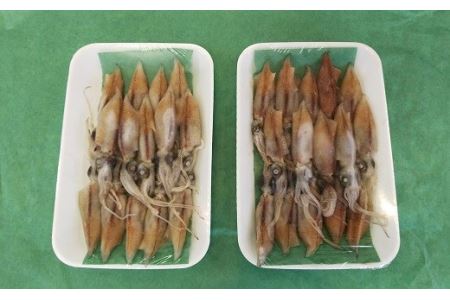 【24002】ホタルイカセット