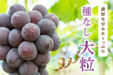 【先行予約】【2025年産】山陰浜田の特産果樹ピオーネ（2kg）＜8月下旬から発送開始予定＞ ふるさと納税 ぶどう ふるさと納税 ピオーネ ブドウ 葡萄 フルーツ くだもの 果物 【010_1945】