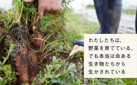 【12ヶ月定期便／毎月2回(合計24回)発送】訳あり 野菜セット 約3～4種類 農家のおすそわけ 旬 野菜セット