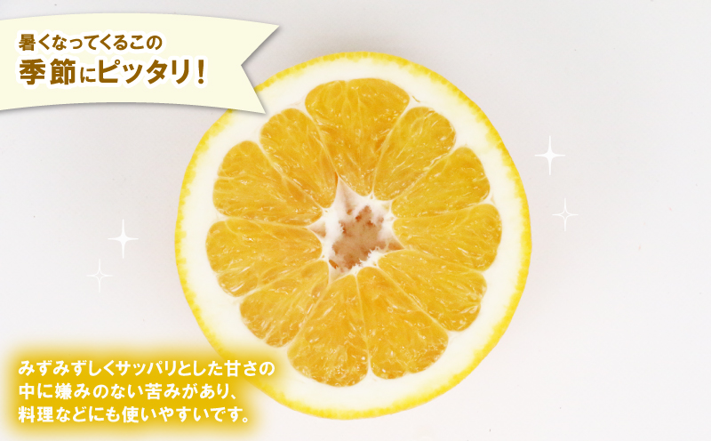 河内晩柑 贈答用 8.5kg 23～26玉 サイズ ミックス 不揃い 玉津みかん ニュービジネスユニット 先行予約 晩柑 かわちばんかん 和製 グレープフルーツ 高級 ギフト 贈答品 果物 フルーツ 