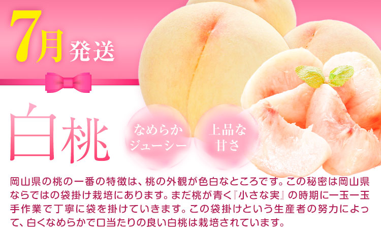 【先行予約】岡山県産 厳選 フルーツ 定期便 2回 白桃 ニューピオーネ 計1.7kg前後 株式会社藍《2026年7月上旬-9月末頃出荷》 岡山県 浅口市 岡山県産 白桃 桃 ニューピオーネ 種無し 