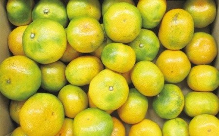 【先行予約】極早生みかん「南国の陽蜜」５kg 宮崎県西都産＜1-220＞