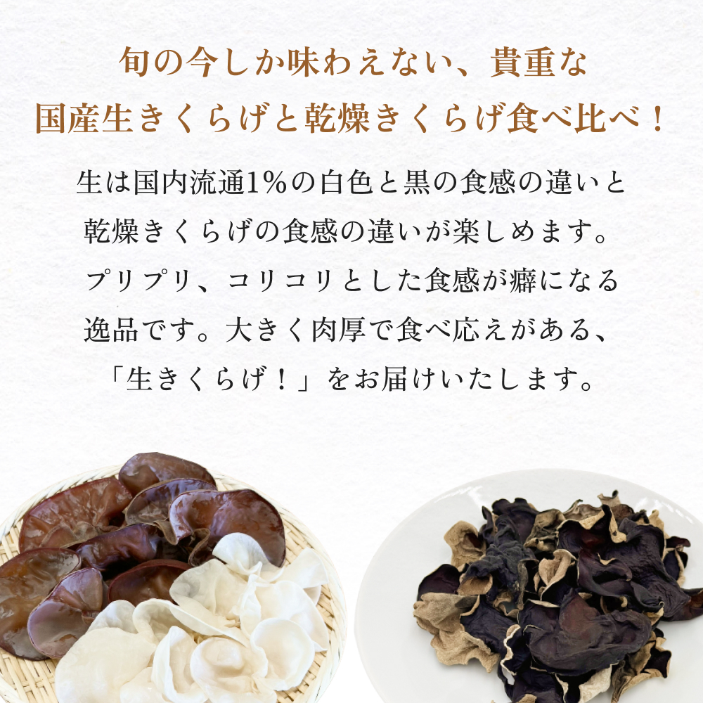 ＜ 期間限定 ＞漁師がつくる金華きくらげ 生と乾燥セット 合計約360g 生きくらげ 乾燥きくらげ キクラゲ 木耳 きのこ 乾燥 国産 食物繊維 野菜