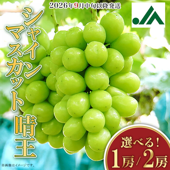 2023年発送 岡山県産シャインマスカット晴王 1.3kg以上(2房) 糖度18度以上