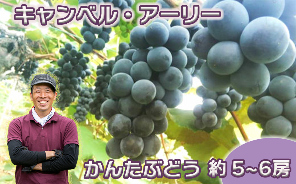 
                  《9月発送/先行予約受付中》キャンベル・アーリー 約5~6房（かんたぶどう） 【710】
                