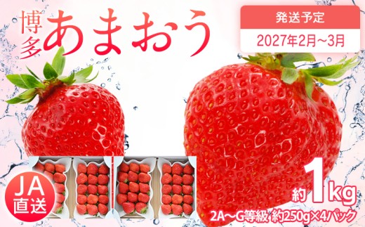  【2027年2月～2027年3月順次発送】あまおう  約250g×4パック