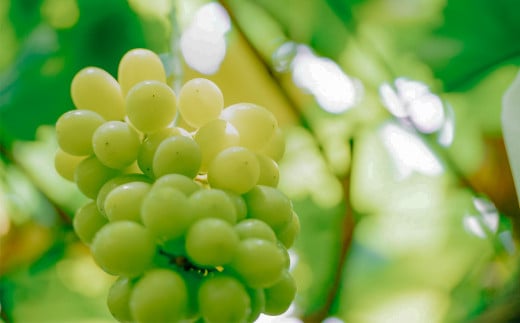 【 2026年 先行予約 】 シャインマスカット ＆ 梨 食べ比べセット シャインマスカット 1房 約650ｇ＋粒パック(100g分）＋梨 2玉（新高梨又は新興） 【 2026年9月中旬～10月上旬頃