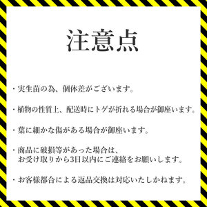 アガベ パリートルンカータ 3.5号黒鉢 【特選メリクロン苗】 四国ガーデン 人気 多肉植物 インテリア 観葉植物 グリーン リラックス 初心者でも育てやすい 伊予市｜B184