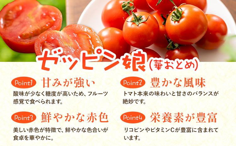 中玉フルーツトマト ゼッピン娘 1.8kg ×2箱 計3.6kg 希少な品種 華おとめ 甘い 野菜 結城市産 ゼッピン娘 華おとめ 中玉品種 皮が薄い 薄皮 サラダ 前菜 食材 料理《10月中旬～5月