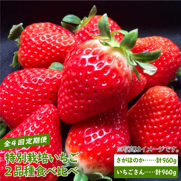 【先行予約】【農家直送】【4回定期便】特別栽培 いちご2品種食べ比べ（さがほのか＆いちごさん）【井崎農園】 [IBP002]