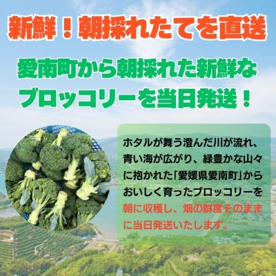 ふるさと納税 愛南町 先行受付 訳あり ブロッコリー 3kg サイズミックス 朝採れ 当日 発送 愛媛県 愛南町 愛なんよ |  | 01