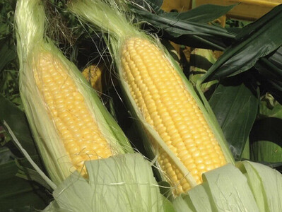 【2026年夏の予約受付開始！】 小林農園のとうもろこし（16～18本セット）　信濃町産サニーショコラ｜令和8年8月上旬からのお届け予定　生産者直送 2026年夏出荷分 先行予約【長野県信濃町ふるさと