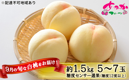 桃 先行予約 9月の旬な 白桃 をお届け 約1.5kg 5～7玉 糖度12度以上 もも モモ 桃