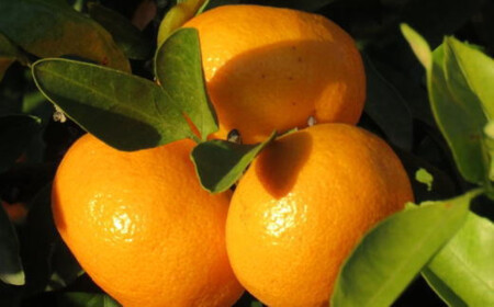 ［先行予約］［ブランドみかん］田村みかん 大玉 約9kg（2Lサイズ）★2025年11月下旬頃より順次発送