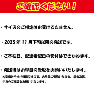 【先行予約】【2025年11月下旬以降順次発送】数量限定 紅まどんな 家庭用 オリジナル箱 〇等級 5玉ー8玉 ベニマドンナ べにまどんな 愛媛県 松山市【VEG0012】