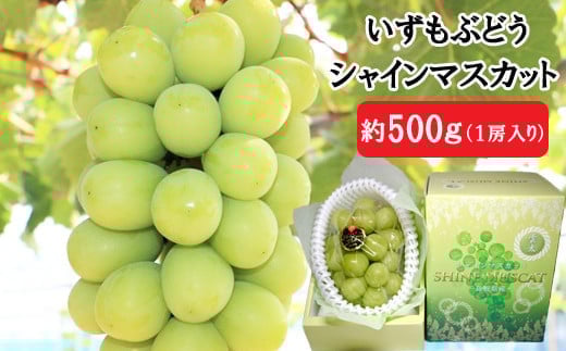 
            いずもぶどう　シャインマスカット(500ｇ見当)
          