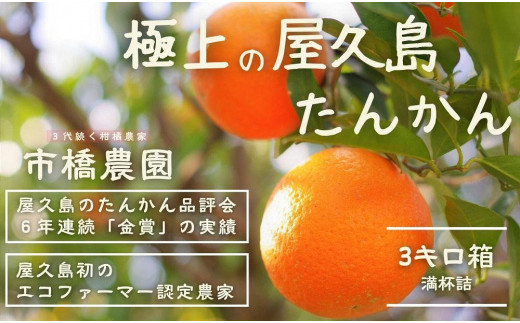 
＜先行予約／限定100箱＞【市橋農園】屋久島産たんかん・3キロ箱（秀品／贈答用としても)
