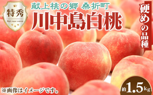 もも【川中島白桃・2026年産】特秀1.5kg　桑折町産　JAふくしま未来　桃 ／ もも モモ 果物 フルーツ 旬 甘い 甘み ジューシー 果肉 果汁 新鮮 フレッシュ デザート おいしい 産地直送 桑折 こおり こおりまち 福島県 特産品 No.138