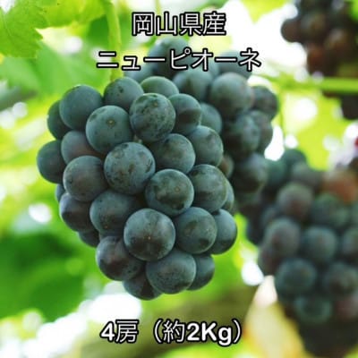 【2026年発送】岡山県産 ニュー ピオーネ 4房(約2kg)【配送不可地域：離島】【1710838】