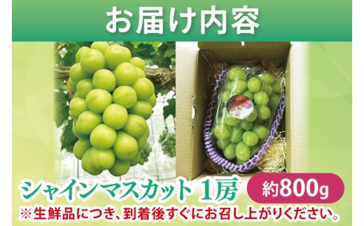 【先行予約】シャインマスカット1房（約800g）マスカット ぶどう ブドウ 葡萄 フルーツ 果物 くだもの 阿見町 茨城県【2026年9月下旬～10月上旬発送予定】（49-01）