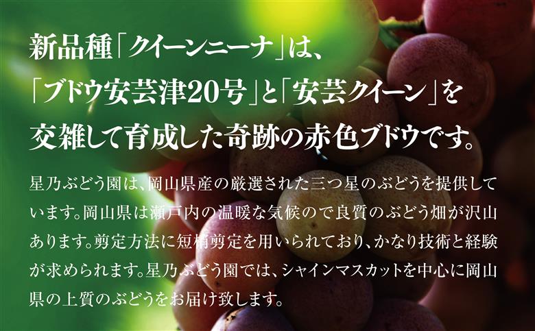 【三つ星】プレミアム星乃クインニーナ 数量限定 1房(700g)【配送不可地域：離島・北海道・沖縄県】