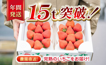 【先行予約】【2025年12月より順次発送】【全5回定期便】いちご 4品種 食べ比べ セット 250g×4P 【なかはた農園】[YBI061]