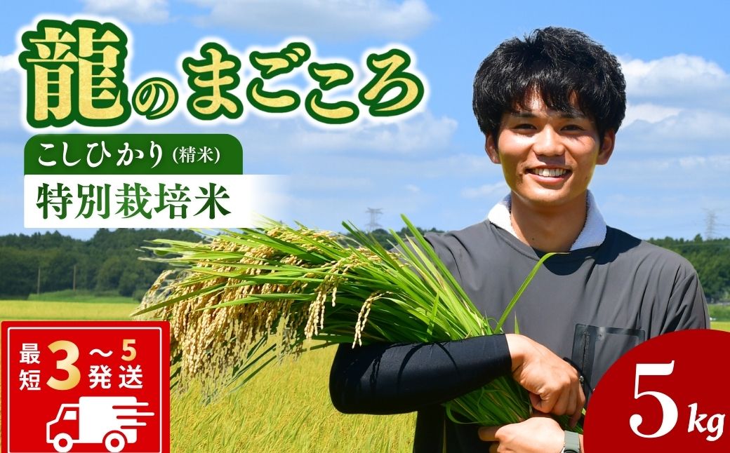 【令和7年産】龍ケ崎の特別栽培米 コシヒカリ 5kg(5kg×1袋) | こしひかり お米 米 こめ 白米 精米  特別栽培米 冷めてもおいしい 美味しい こだわり おにぎり 茨城県 龍ケ崎市産